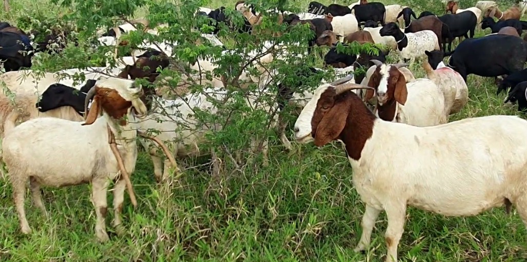 Ovinos e caprinos